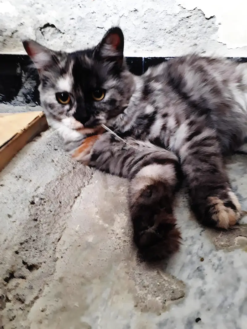 Persian Spey Cat For Sale — photo 2