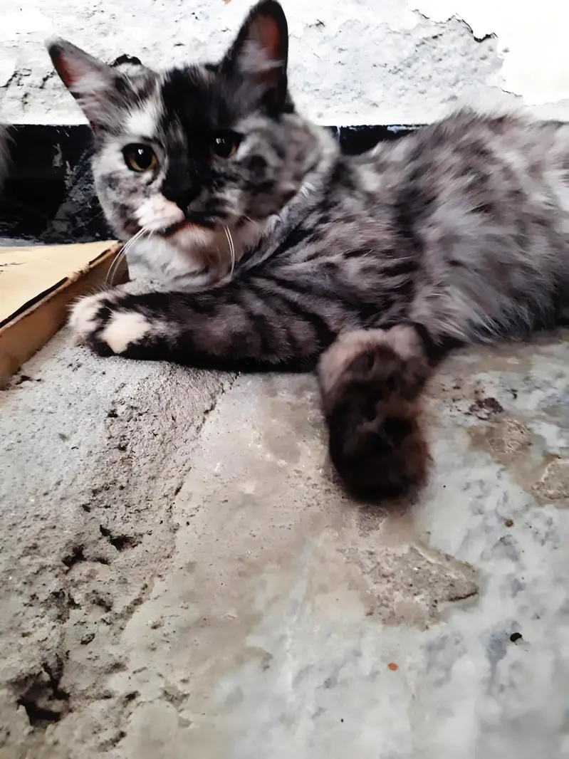 Persian Spey Cat For Sale — photo 3