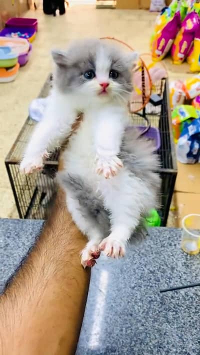 Quality Persian cat & Kittens. Male & female 03479996792. whatsapp