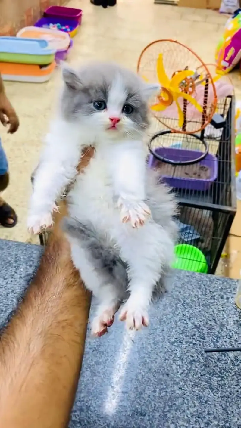 Quality Persian cat & Kittens. Male & female 03479996792. whatsapp — photo 2