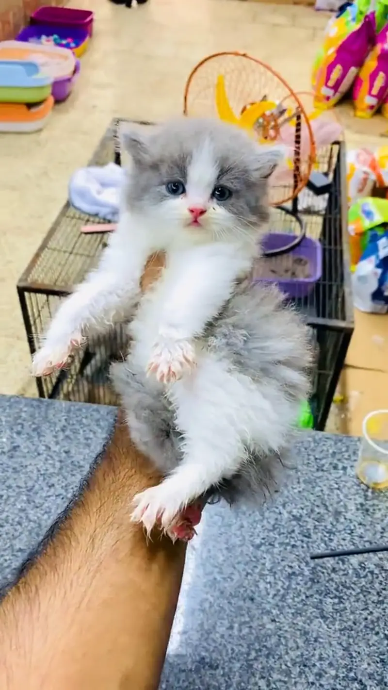 Quality Persian cat & Kittens. Male & female 03479996792. whatsapp — photo 3
