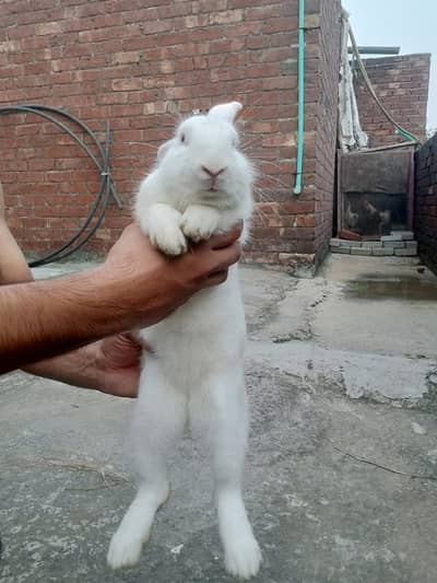 Newziland rabbits for sale