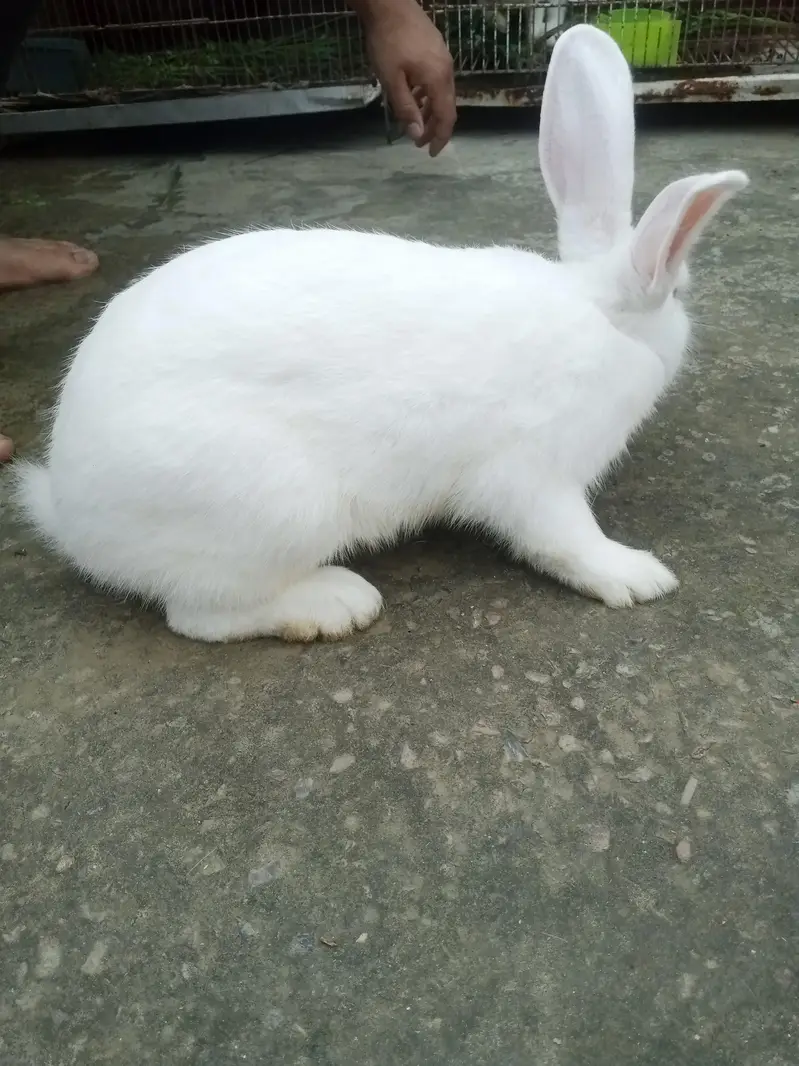 Newziland rabbits for sale — photo 2
