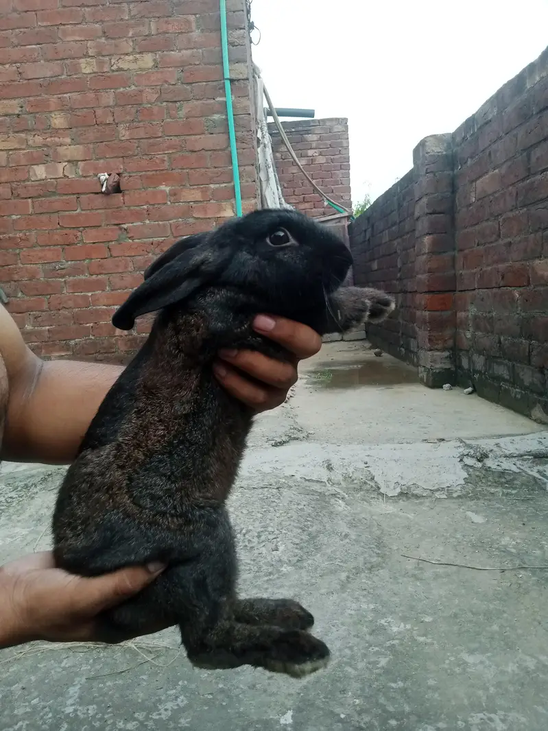 Newziland rabbits for sale — photo 3