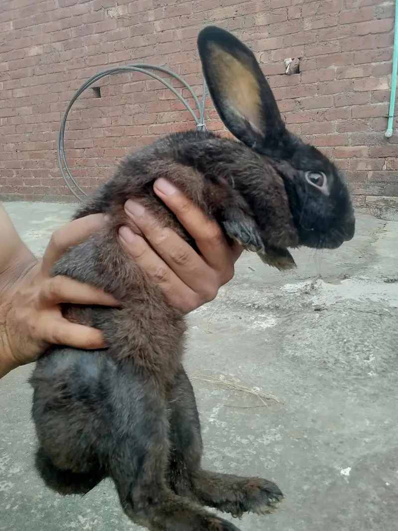Newziland rabbits for sale — photo 4