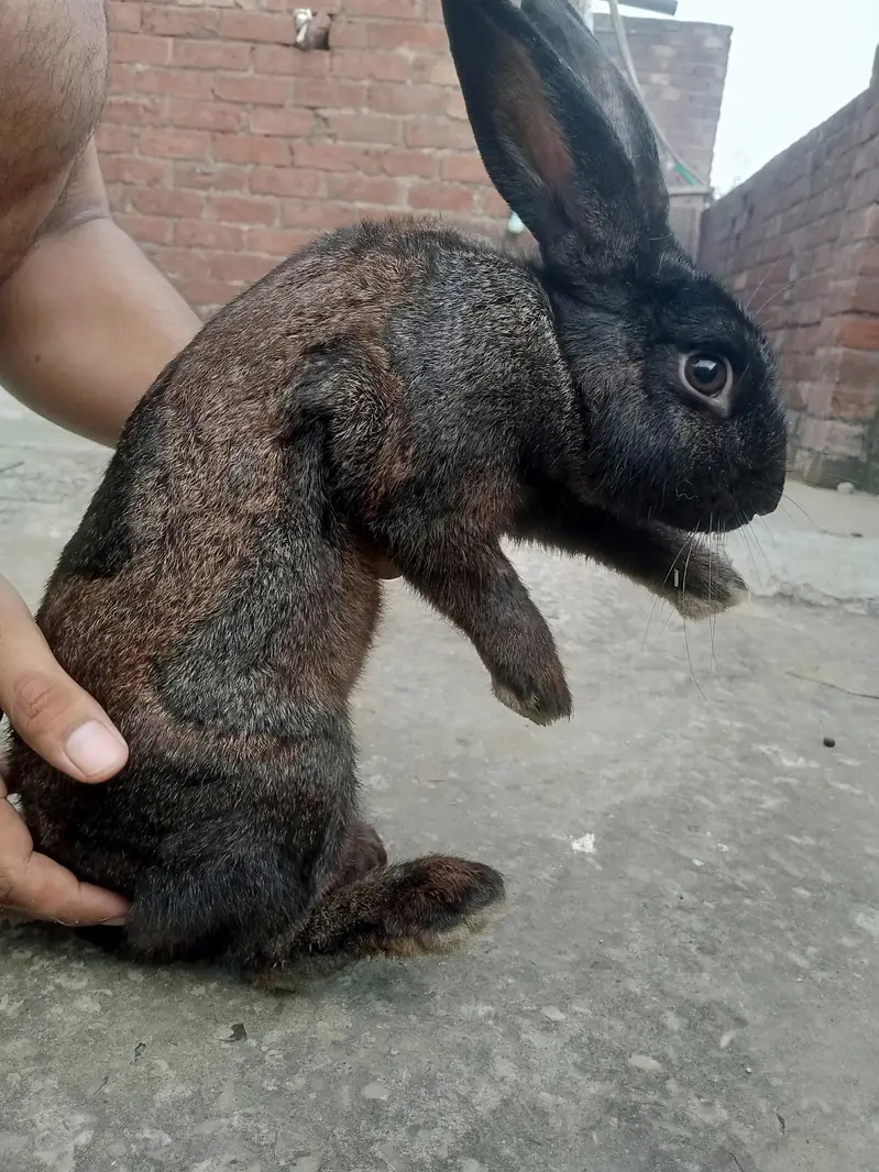 Newziland rabbits for sale — photo 5