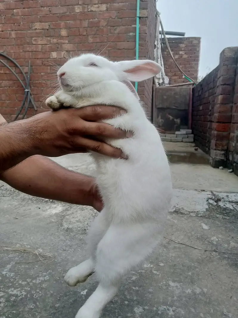 Newziland rabbits for sale — photo 6