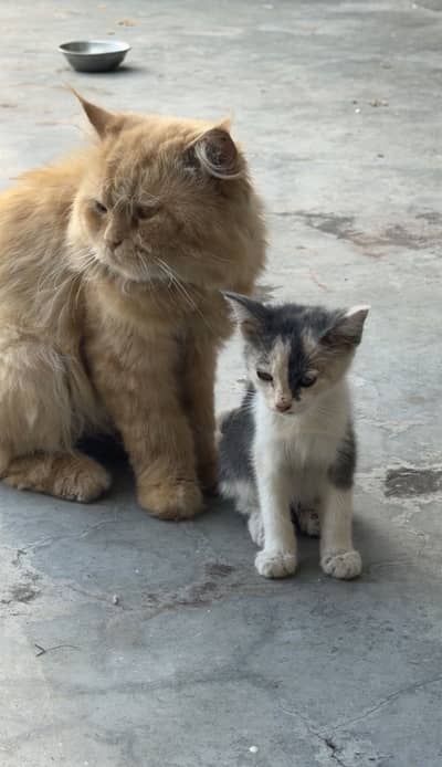 orignal persian