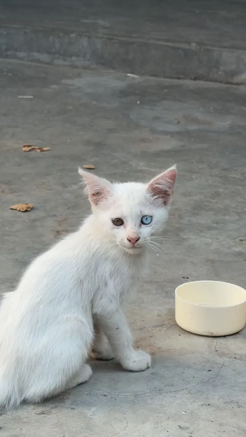 orignal persian — photo 2