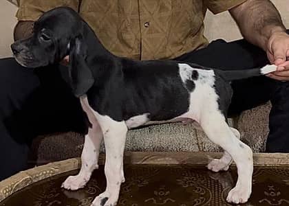 Italian pointer