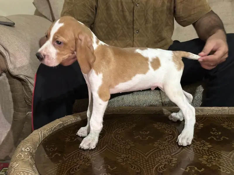 Italian pointer — photo 2