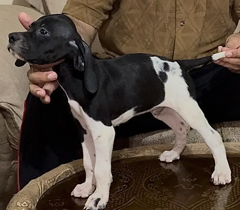 Italian pointer — photo 3