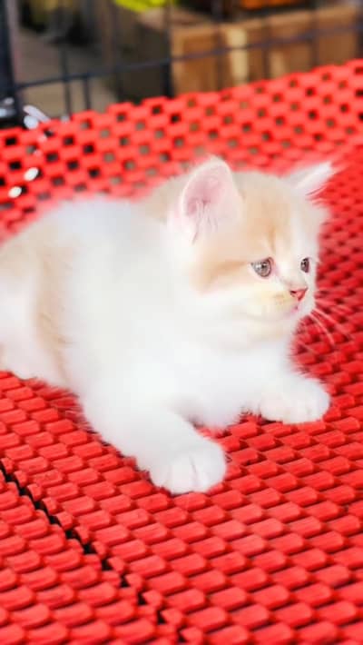 Quality Persian cat & Kittens. Male & female 03479996792. whatsapp