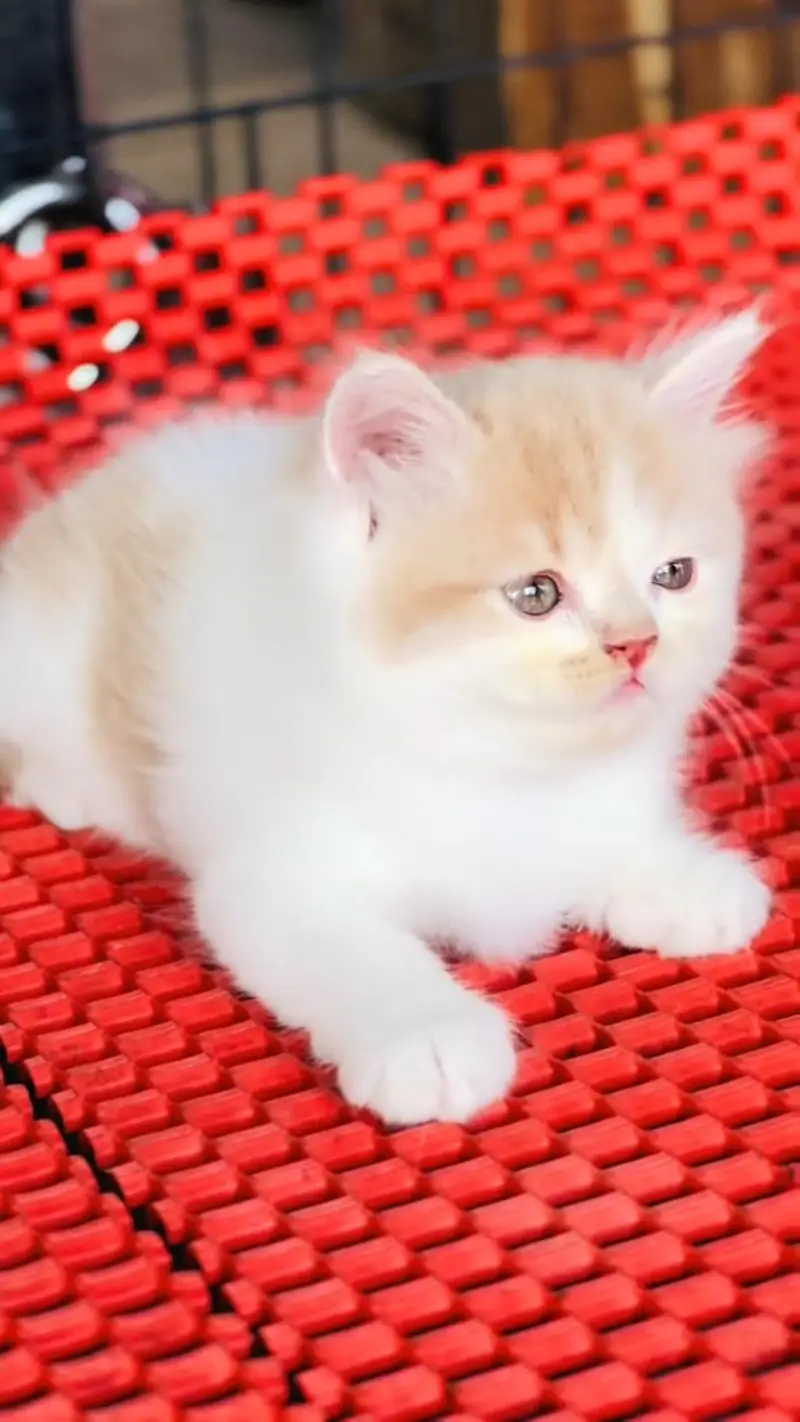 Quality Persian cat & Kittens. Male & female 03479996792. whatsapp — photo 2