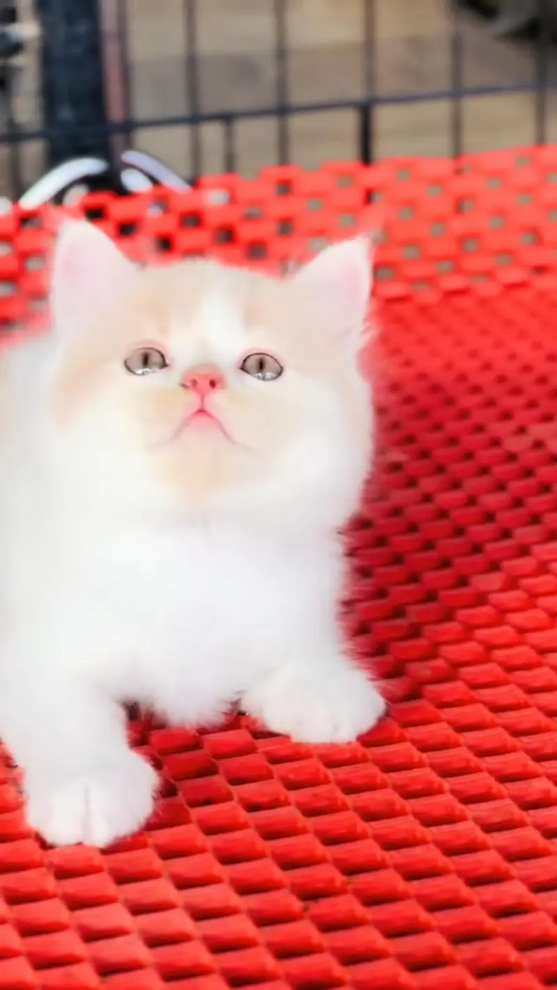 Quality Persian cat & Kittens. Male & female 03479996792. whatsapp — photo 3