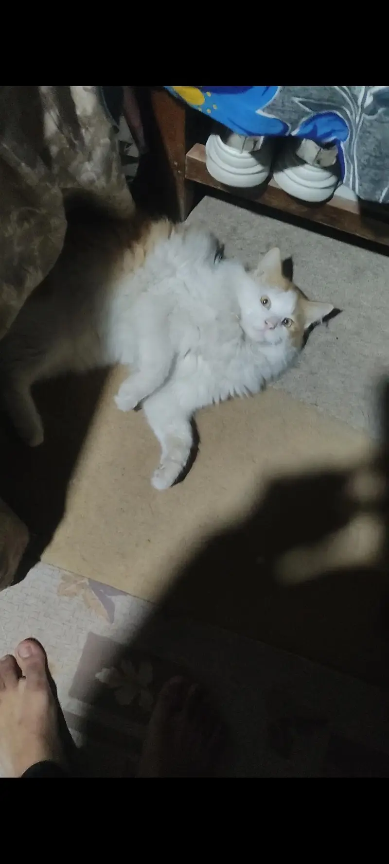 cats for sale — photo 2