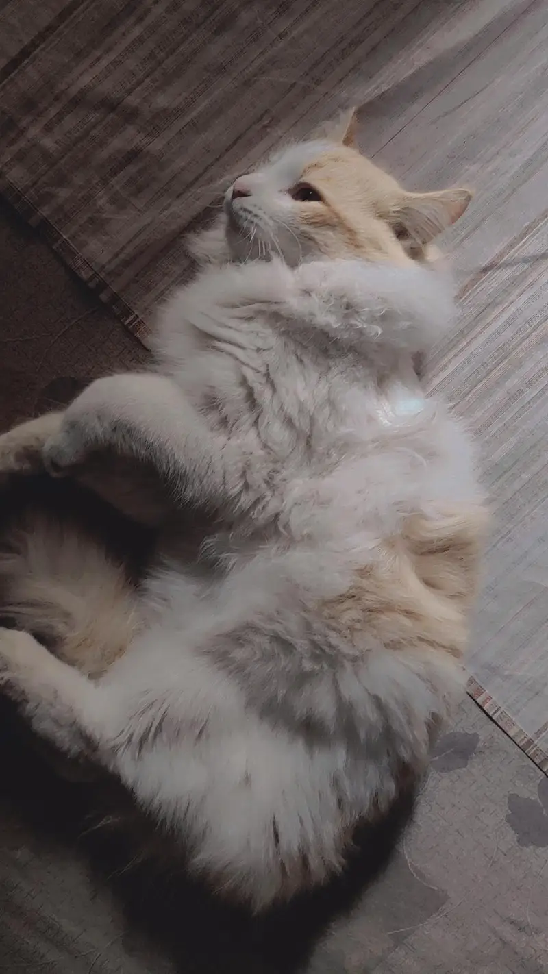 cats for sale — photo 3