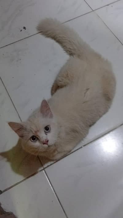 percian cat