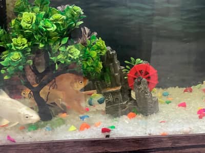 fish with fish tank