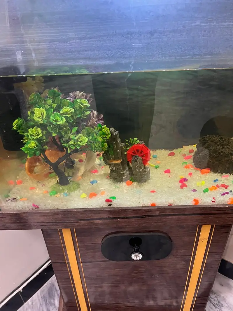 fish with fish tank — photo 3