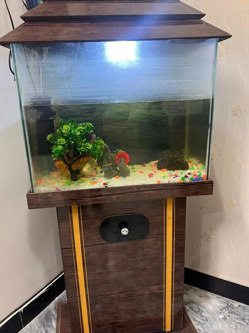 fish with fish tank — photo 4