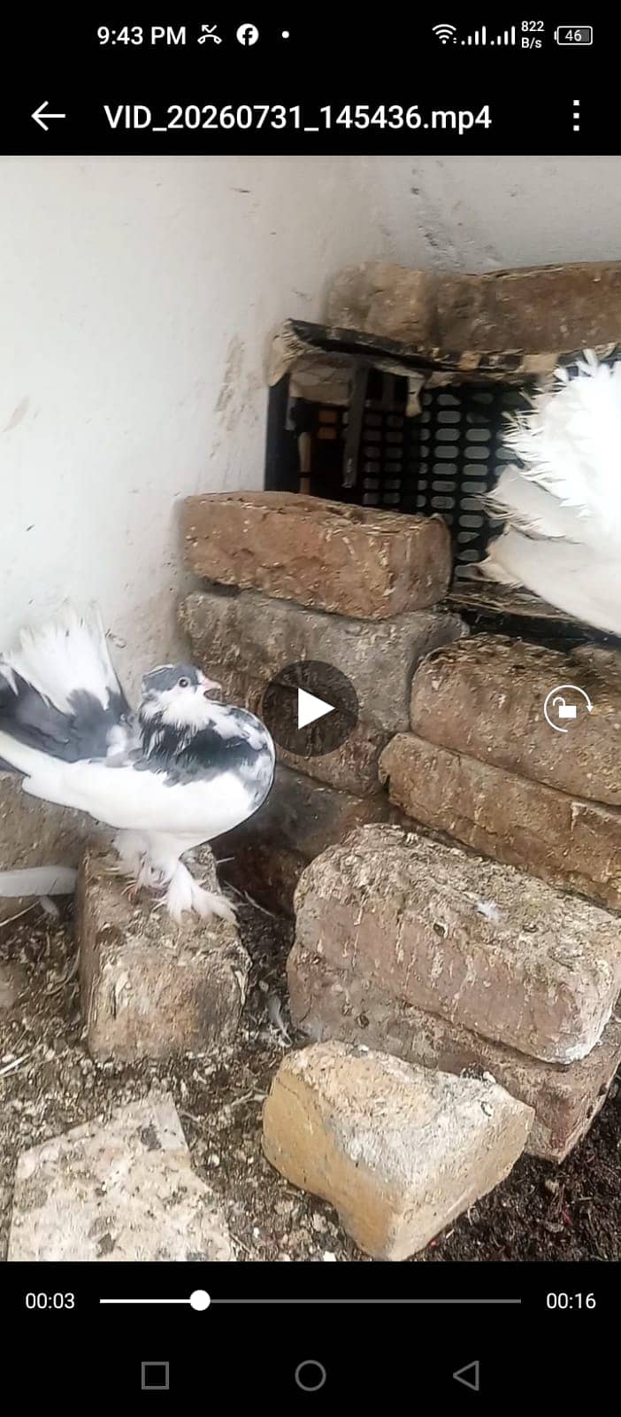 Lacka kabootar 1