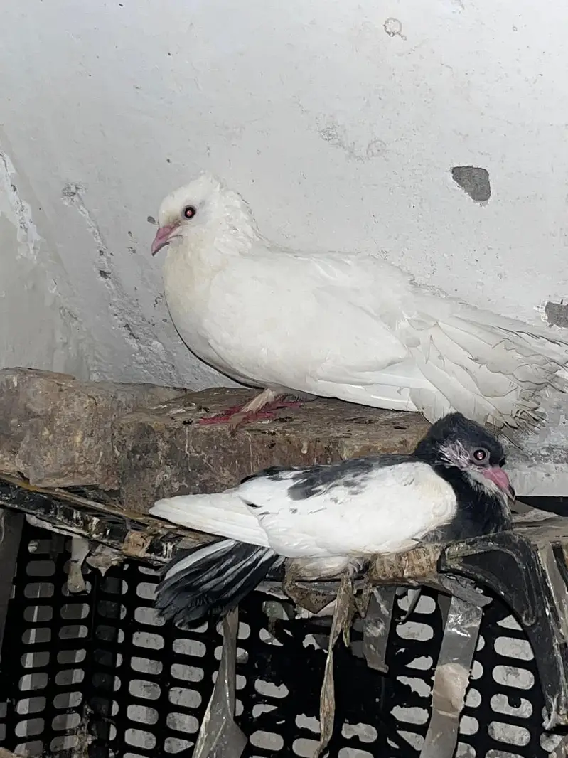 Lacka kabootar — photo 3