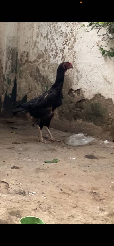 Aseel shamo