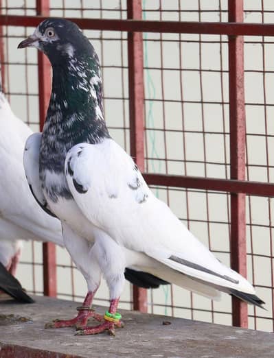 strong & healthy pigeons for sale