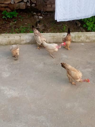 Hens for sale