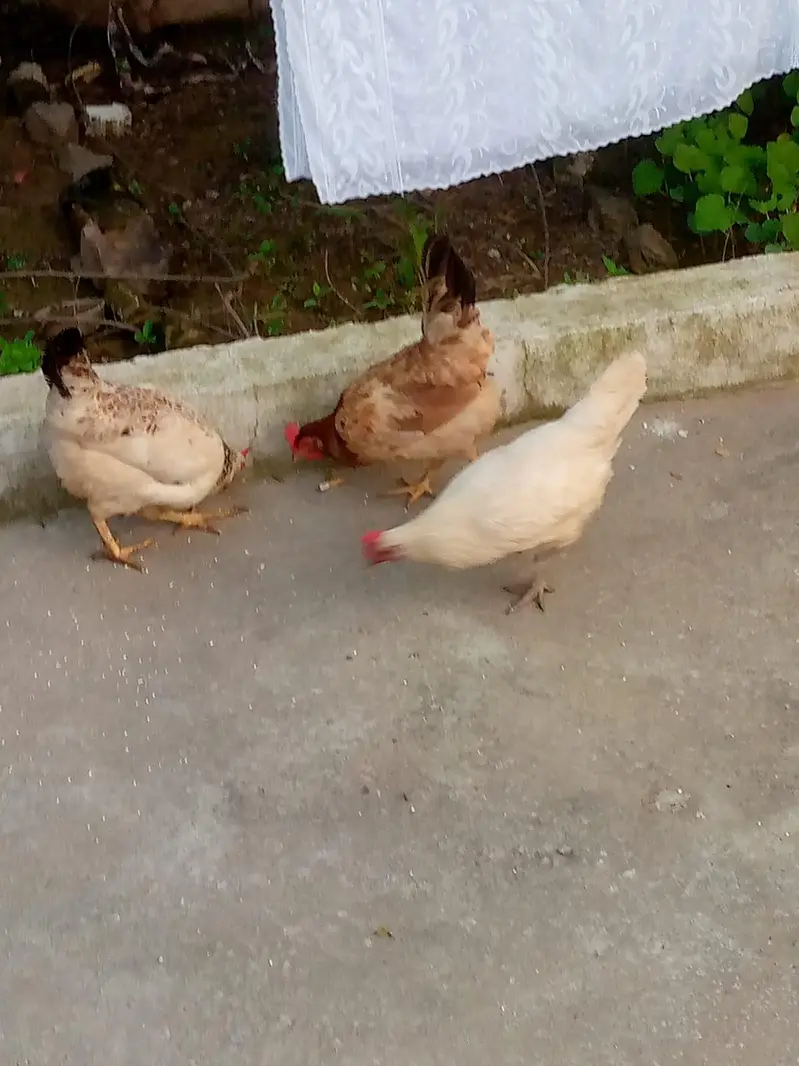 Hens for sale — photo 2