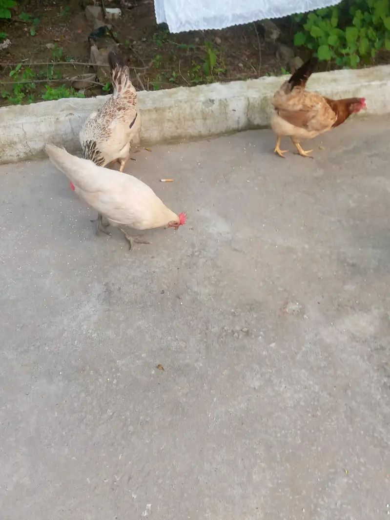 Hens for sale — photo 3
