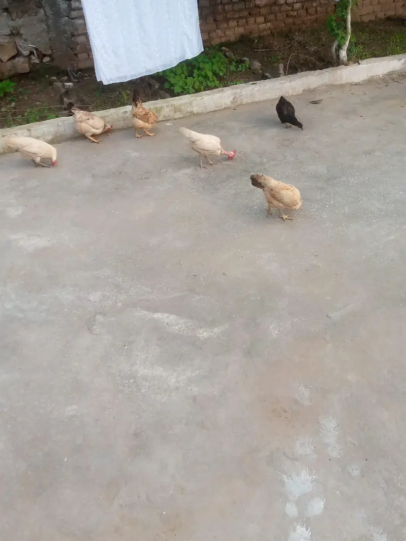 Hens for sale — photo 4