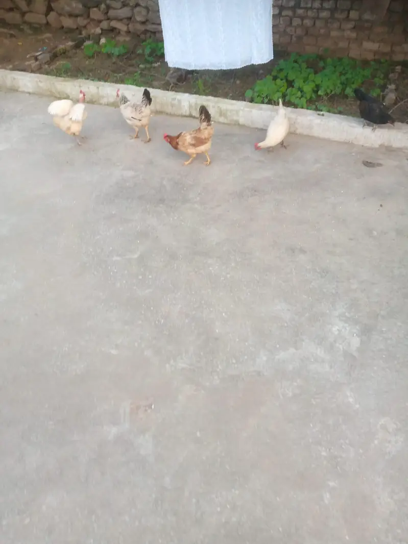 Hens for sale — photo 6