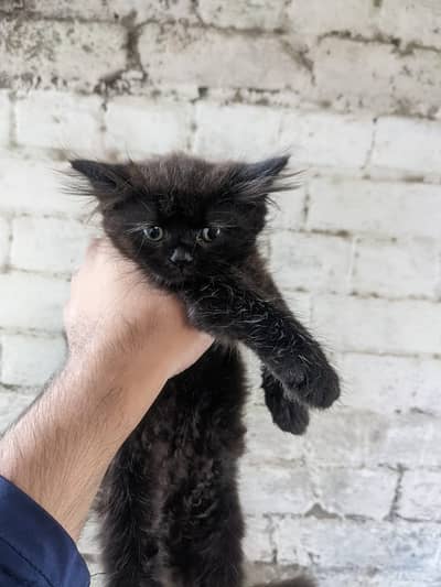 Persian black cat(Female) Triple coat