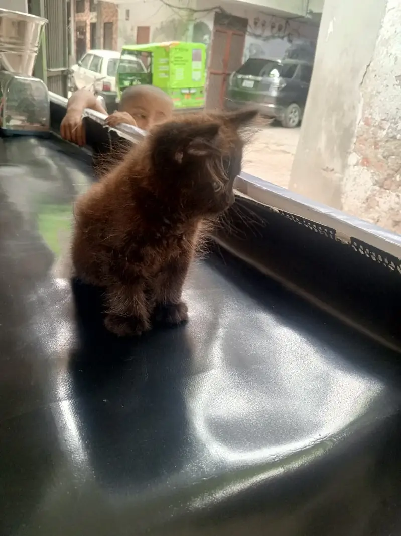 Persian black cat(Female) Triple coat — photo 2