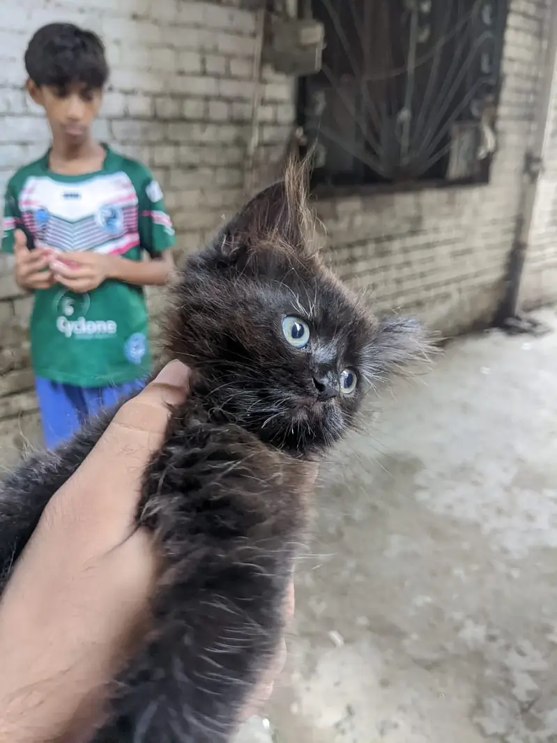 Persian black cat(Female) Triple coat — photo 3