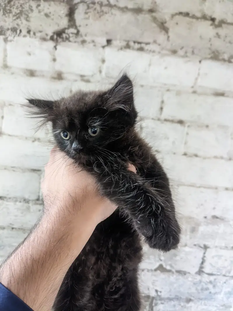 Persian black cat(Female) Triple coat — photo 4