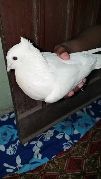 Pigeon for sell