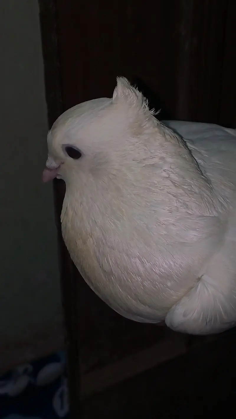 Pigeon for sell — photo 2