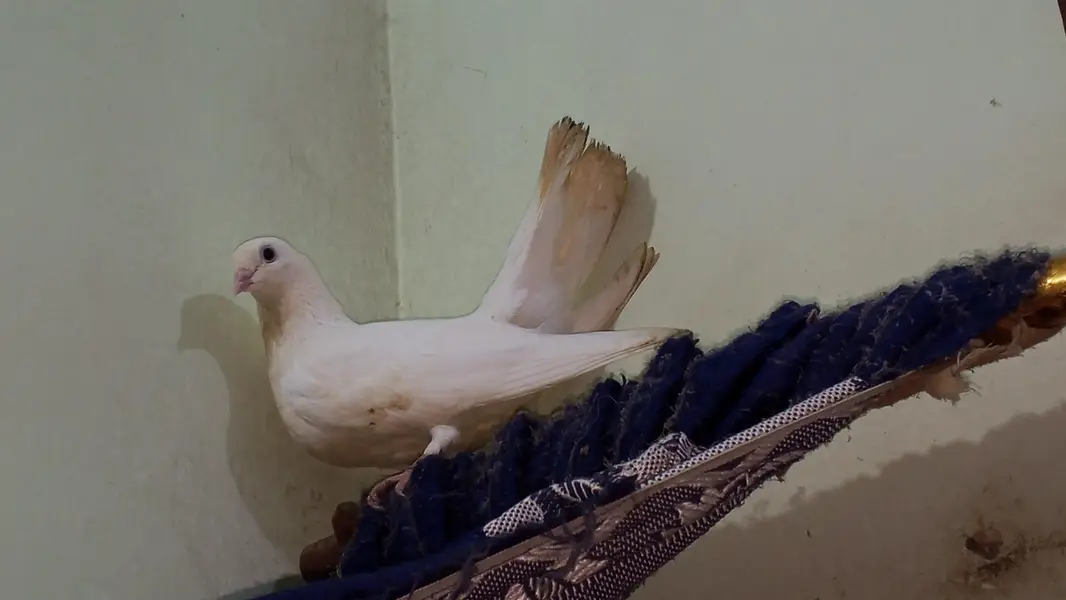 Pigeon for sell — photo 3