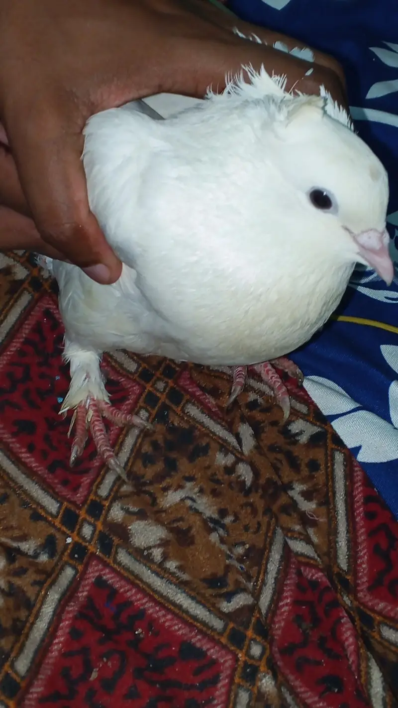 Pigeon for sell — photo 4
