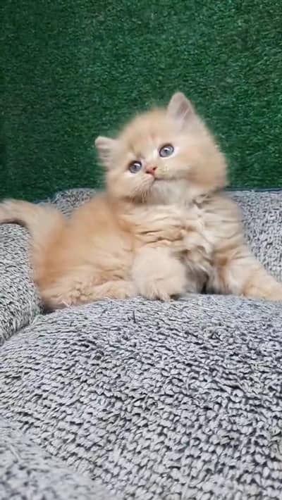 Quality Persian cat & Kittens. Male & female 03479996792. whatsapp