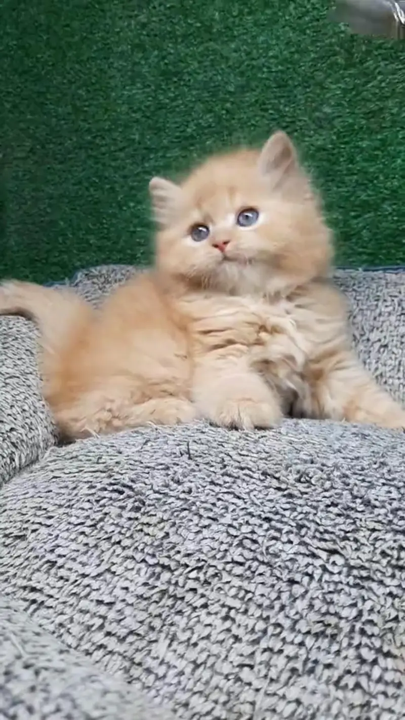 Quality Persian cat & Kittens. Male & female 03479996792. whatsapp — photo 2