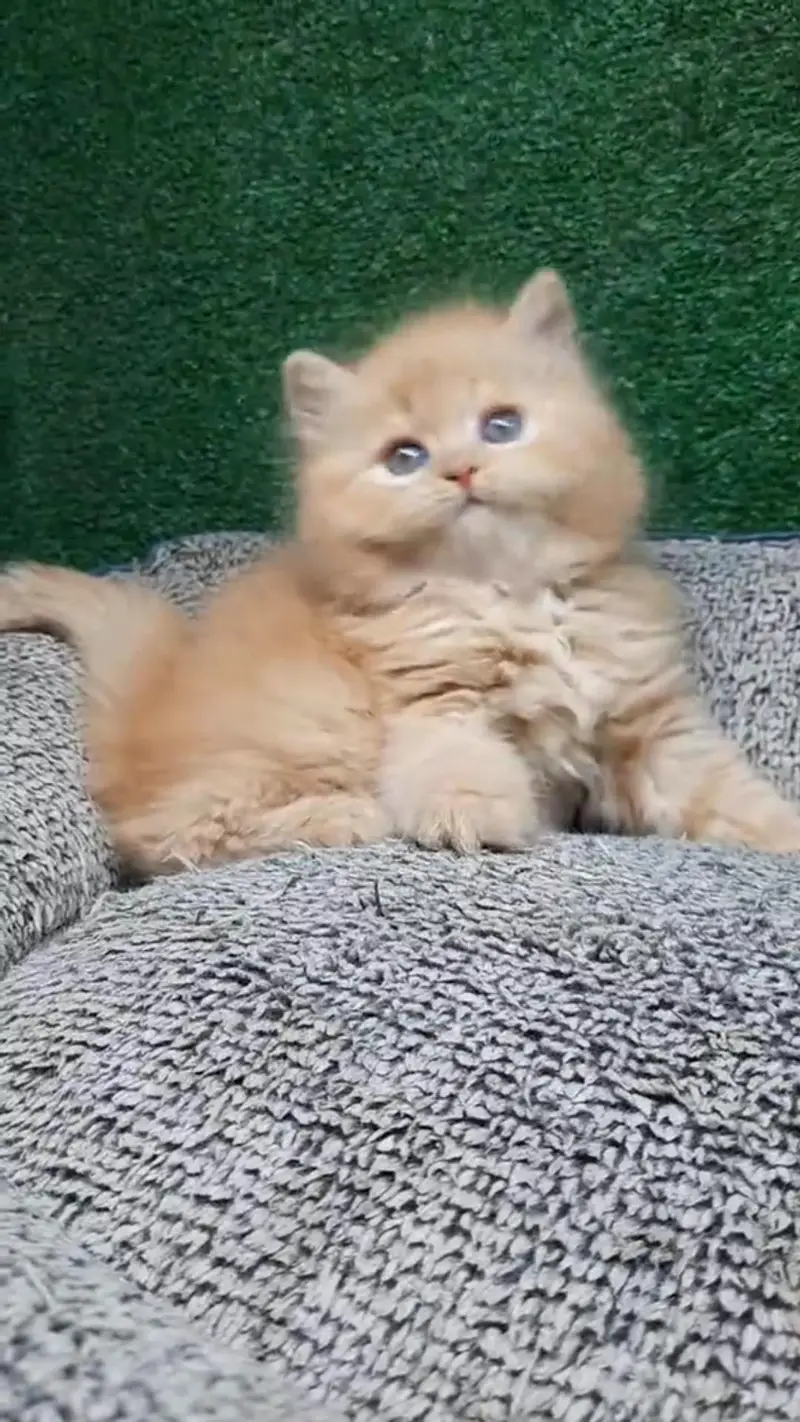 Quality Persian cat & Kittens. Male & female 03479996792. whatsapp — photo 3