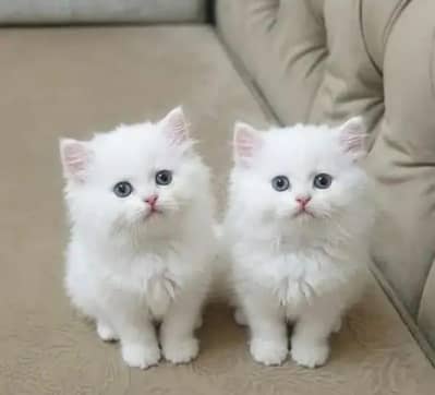 Persian cat cute baby for sale