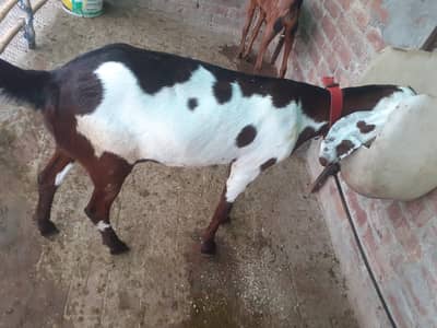 bakri for sale