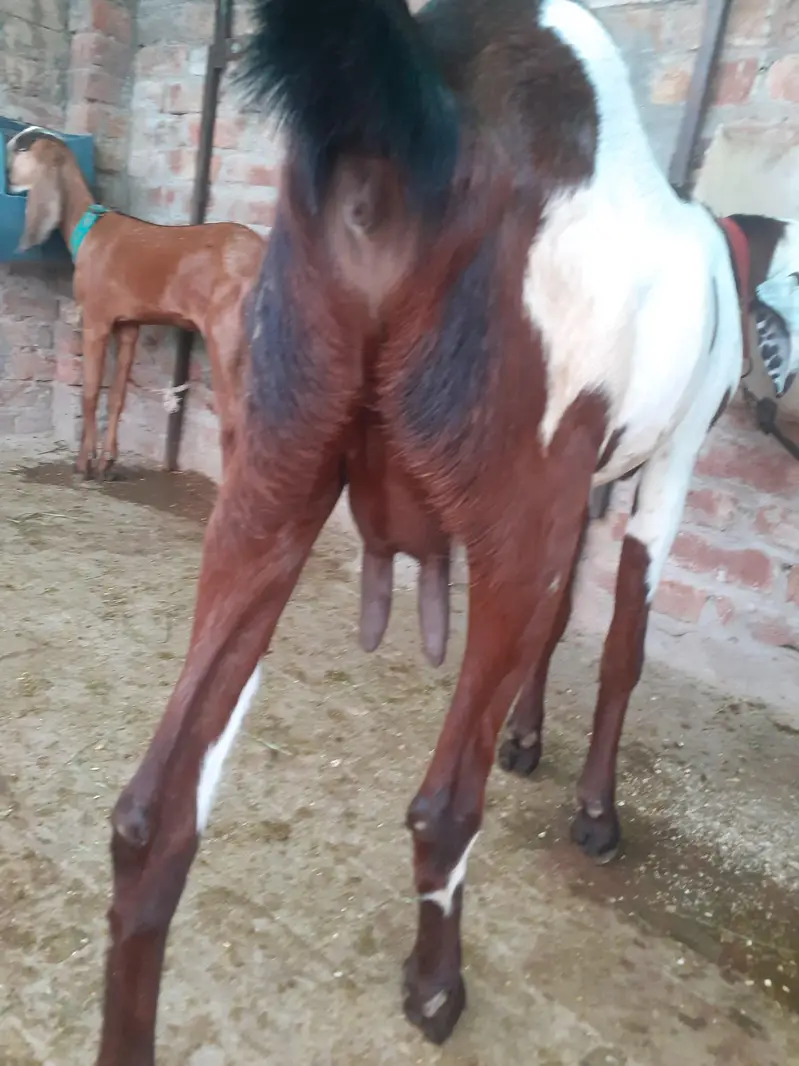 bakri for sale — photo 2