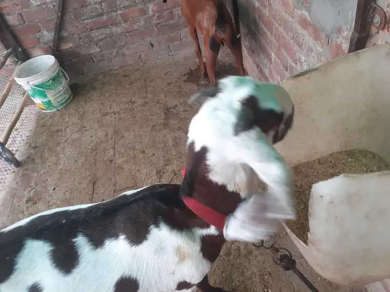 bakri for sale — photo 4