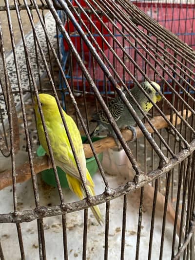 Australian parrot